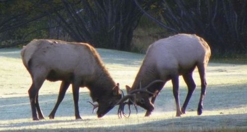 Bull Elk in Combat
