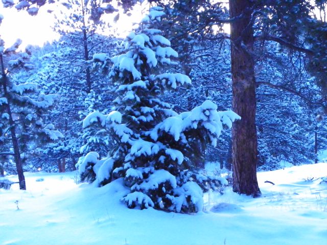 Snow Covered Pine